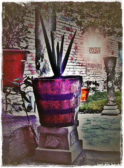 Aloe....