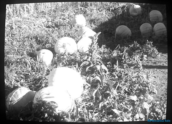 Calabazas gigantes..