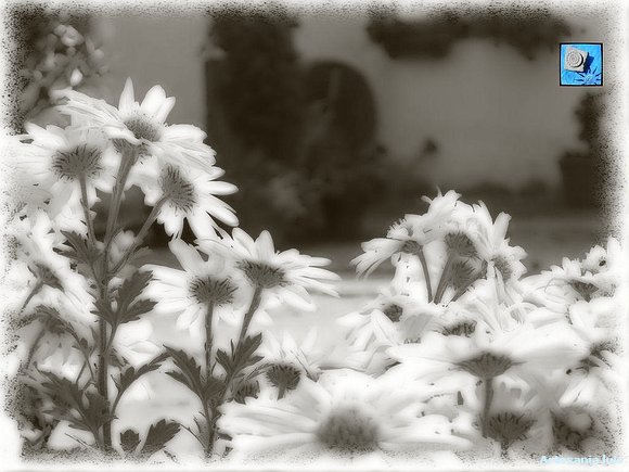 Crisantemos Blancos...