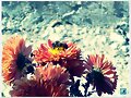 Flor de Oto&ntilde;o..