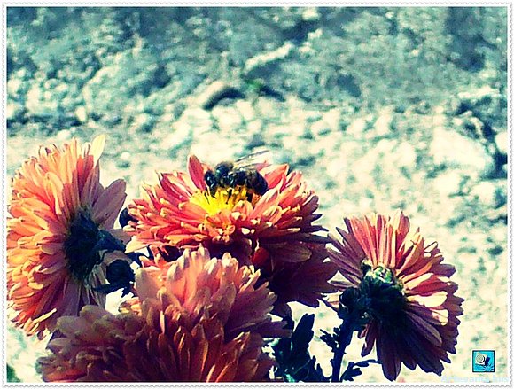 Flor de Otoño..