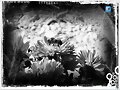 Flor de Oto&ntilde;o..