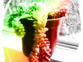 Cactus Lierganes