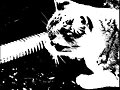 Visy! mi gata
