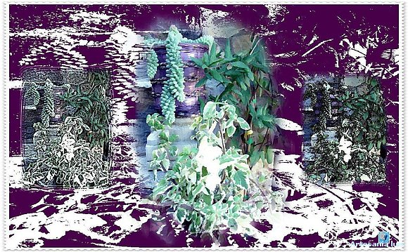 Cactus Lierganes