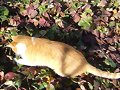My gata Visy de caza..