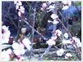 Alberjar en flor..