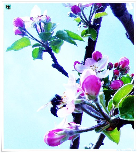 Flor de Manzano