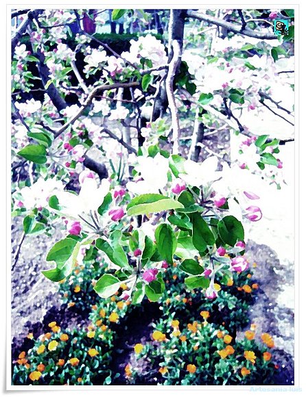 Flor de Manzano