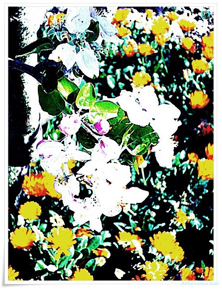 Flor de Manzano