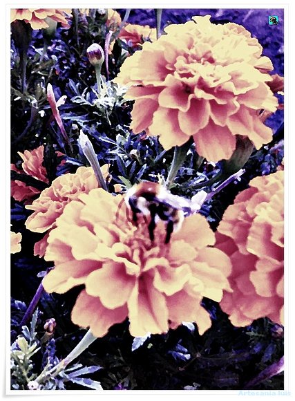 Abeja en copetes..