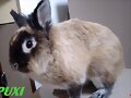 PUXI