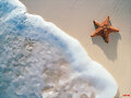 LA HISTORIA DE LA ESTRELLA DE MAR