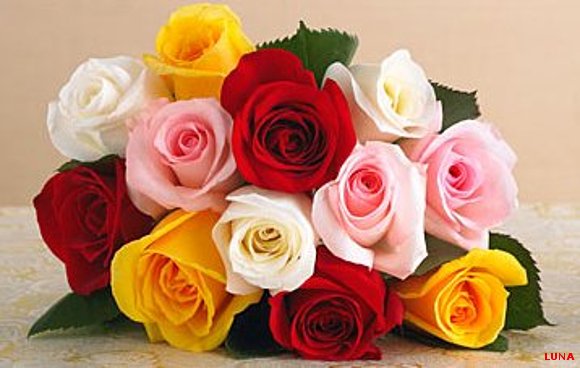 SIGNIFICADO DEL COLOR DE LAS ROSAS
