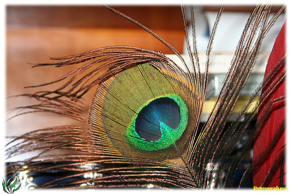 FABULA " EL PAVO REAL Y LA GRULLA"