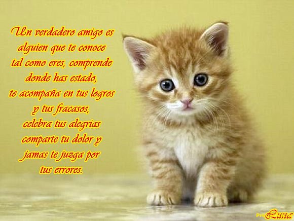 EL GATO DE LA AMISTAD