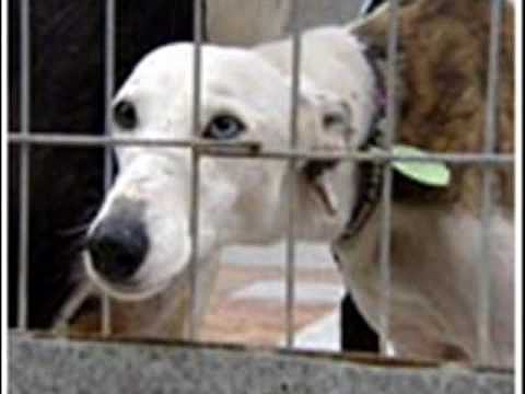 NO AL MALTRATO DE LOS GALGOS