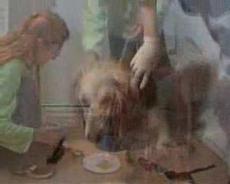 NO A LA MASACRE DE LOS GALGOS