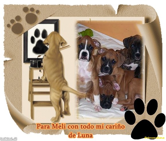 PARA MELI