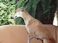 NO AL MALTRATO DE LOA GALGOS