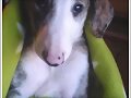 NO A LA MASACRE DE LOS GALGOS