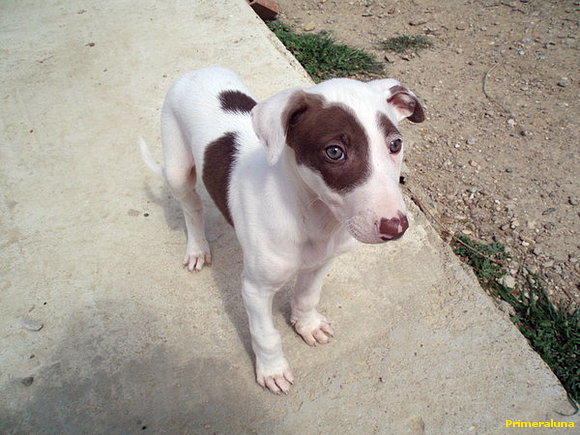 NO A LA MASACRE DE LOS GALGOS