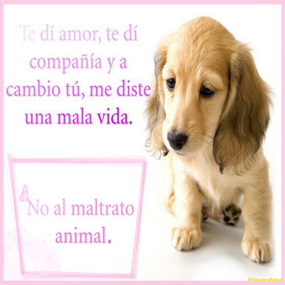 NO AL MALTRATO ANIMAL