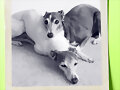 MONACO DA LA BIENVENIDA A SOS GALGOS