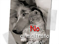 NO AL MALTRATO DE LOS GALGOS