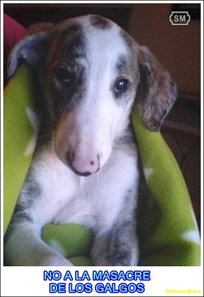 NO AL MALTRATO DE LOS GALGOS