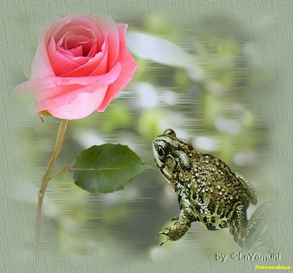LA ROSA Y EL SAPO