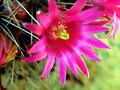 flor de cactus