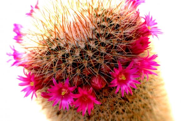 corona de flores