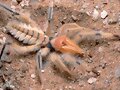 ESTA ES LA ARA&Ntilde;A CAMELLO