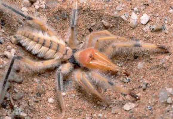 ESTA ES LA ARAÑA CAMELLO