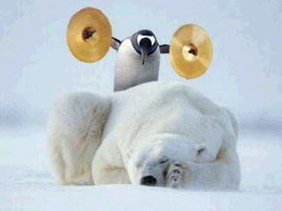 ¡¡¡DESPIERTA..., Osita Polar!!!
