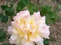 &uml;Mi rosal Mme-Meilland