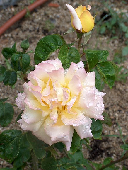 ¨Mi rosal Mme-Meilland