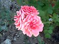 mi rosal Pernuille