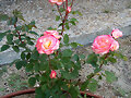 mi rosal Minuette