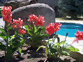 Cannas Indicas