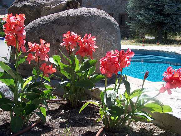 Cannas Indicas