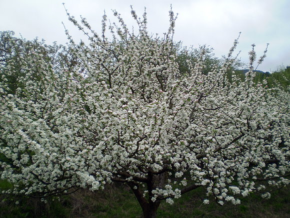 camino de Poza de la Sal