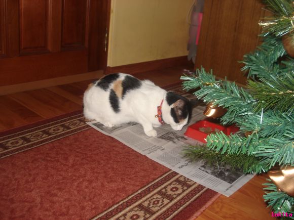 pelu en navidad!!!