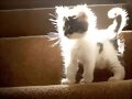 una gato con.... muchas luzes