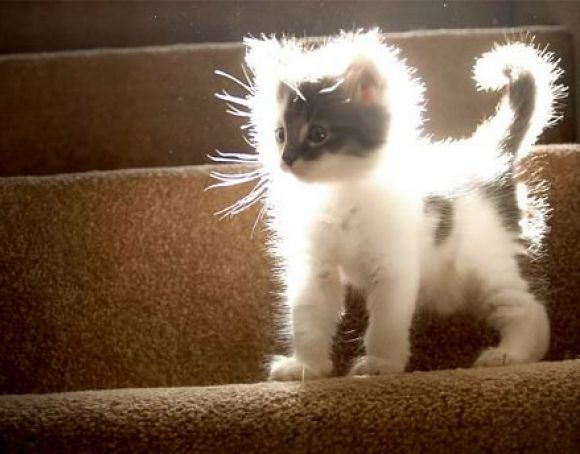 una gato con.... muchas luzes