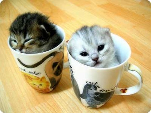 Minis Gatos :)