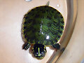 My tortuguita :)