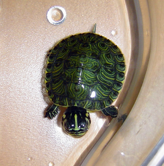 My tortuguita :)
