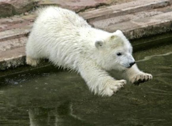 al agua .... ososs